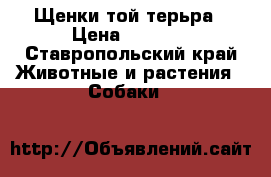 Щенки той терьра › Цена ­ 2 000 - Ставропольский край Животные и растения » Собаки   